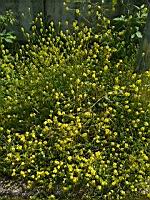 Moutarde (prise a Lens)(3)